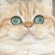 Nekobaa, élevage British Golden