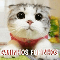 Gatinhos fofinhos