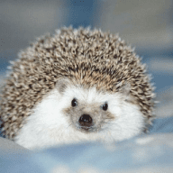 Beautiful Hedgehogs