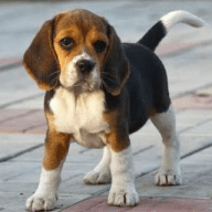 Indian Dogs Sale/Purchase