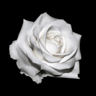 Sir_Schnee