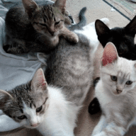 Gesundheit für Tiere