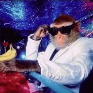 Daily Monkeys