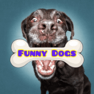 Dog’s of New York