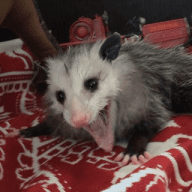 Opossum screamo