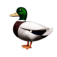 DuckAcc | Free Accounts Steam