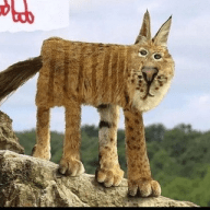 Кот Барсик