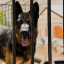 Canine Paradise