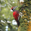 Ceylon Wildlife Photography