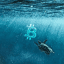 Crypto Sea & Cryptocurrencies «News»