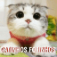 Gatinhos fofinhos
