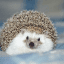 Beautiful Hedgehogs