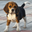 Indian Dogs Sale/Purchase
