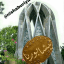 نیشابوریا