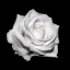 Sir_Schnee