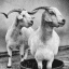 ما حیوانات we animals