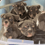 EnglishBulldogPuppyShop