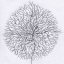 Mycelium Extraordinaire