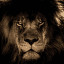 Lion King | Binance Futures