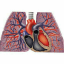 pulmonary courses and books