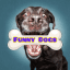 Dog’s of New York