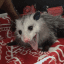 Opossum screamo